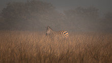 Zebra In The Mist