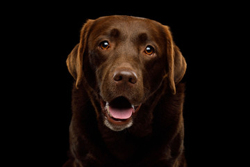 Wall Mural - Funny Portrait of Amazement Labrador retriever dog Smiling looking in camera on isolated black background, front view