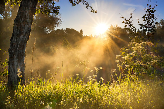 landscape with sun and forest and meadow at sunrise
