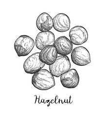 Canvas Print - ink sketch of hazelnut.