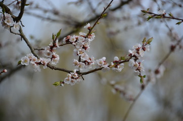 Wall Mural - spring morning sakura cherry blossom pink flower japan garden