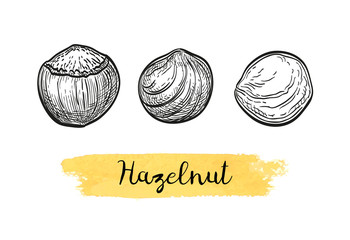 Canvas Print - ink sketch of hazelnut.