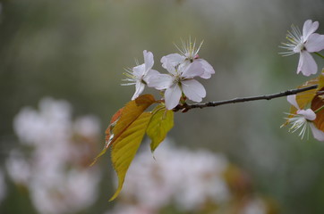 Poster - spring morning sakura cherry blossom pink flower japan garden