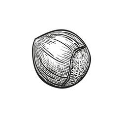 Canvas Print - ink sketch of hazelnut.