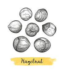 Canvas Print - ink sketch of hazelnut.