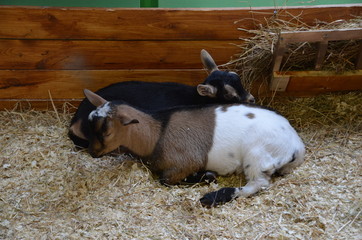 Wall Mural - black and white sleep cub goat farm hay nature