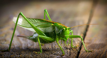 Macro Close Up Big Green Locust Grasshopper On Wooden Table