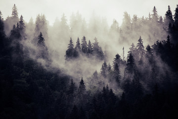 Fototapeta jodła natura drzewa sosna wzgórze