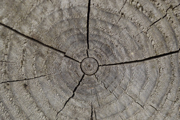 Old cracked wood background close-up