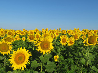 sunflowers field and clear blue sky in the morning. blooming sunflower in summer