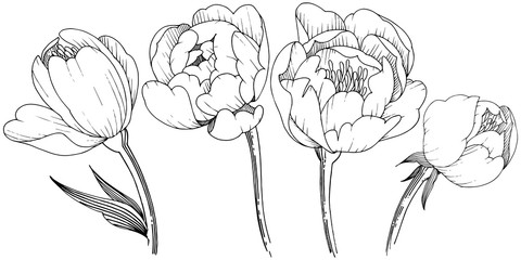 Wildflower peony in a vector style isolated. Full name of the plant: peony. Vector flower for background, texture, wrapper pattern, frame or border.