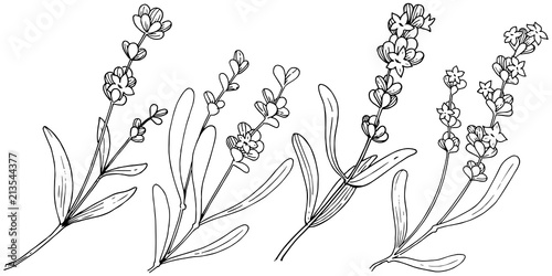 Cuadros en Lienzo Flower lavender in a vector style isolated