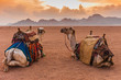 Two camels are in the Sinai Desert, Sharm el Sheikh, Sinai Peninsula, Egypt. Orange beautiful sunset above mountains