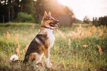Mixed Breed Dog Sitting In Green Grass At Sunset Time. Portrait 