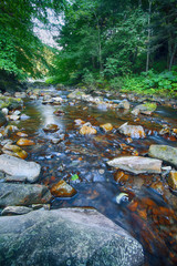 Wall Mural - River in the forest. Beautiful natural landscape in the summer time