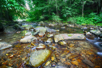 Wall Mural - River in the forest. Beautiful natural landscape in the summer time