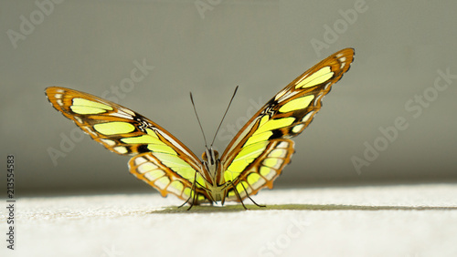 The Malachite Butterfly Siproeta Stelenes Is Pictures Full