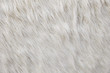 furry white shaggy backdrop texture