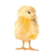 © Ardea-studio - watercolor illustration of poultry chicken in the village, isolated drawing by hand