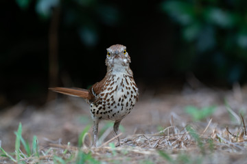 Bird staring at the camera