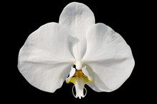 One White Orchid Blossom On Black Background