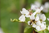 Fototapeta Kwiaty - A bee collects nectar from the flowers of Apple trees