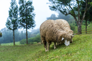 Two sheeps mountain