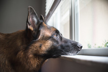 German Sheperd Looks Over Front Yard From A Window During Rainy Day 