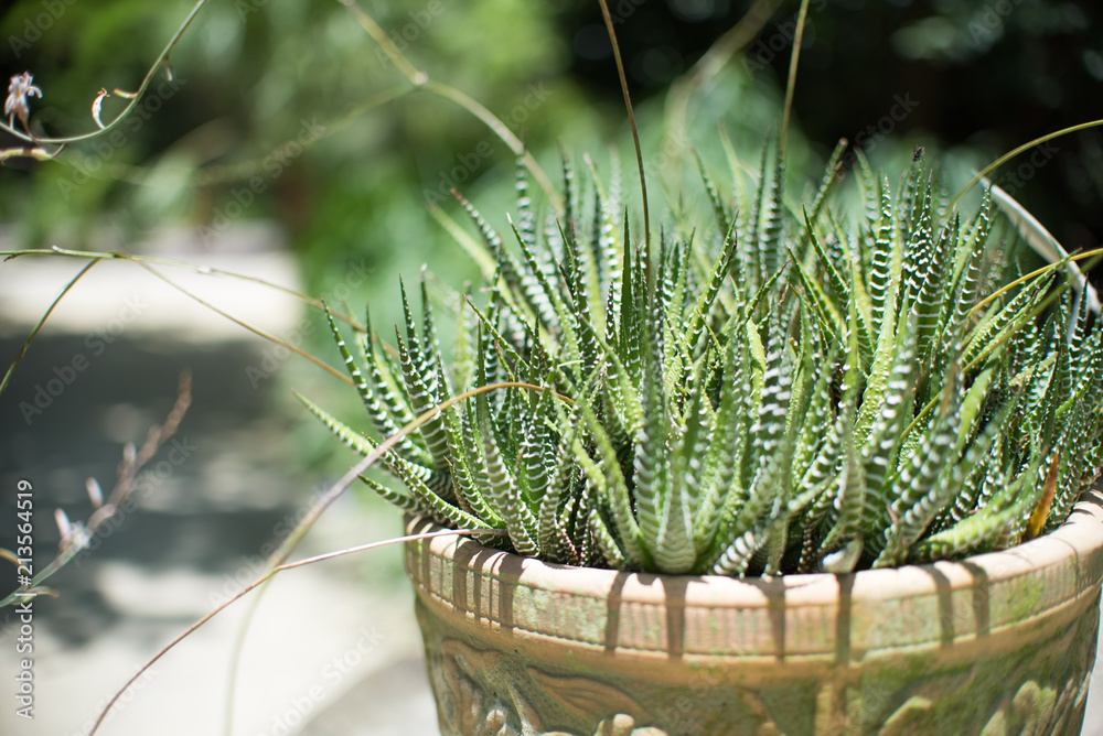 kissen aloe vera Aloe Vera Viscokissen
