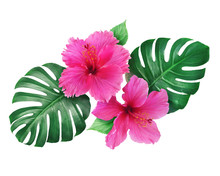 Bright Pink Hibiscus Flowers With Monstera Leaves Isolated On White Background