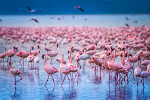 Africa. Kenya. Lake Nakuru. Flamingo. Flock Of Flamingos. The Nature Of Kenya. Birds Of Africa.