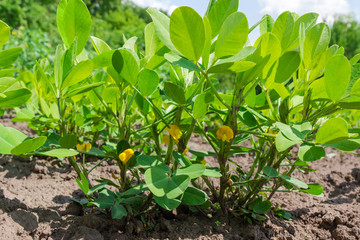 Wall Mural - Plants of the flowering peanut on a plantation close-up