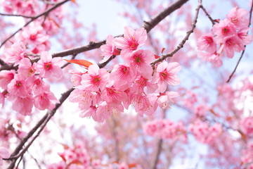 Wild Himalayan Cherry Blossoms in spring season, Prunus cerasoides, Pink Sakura Flower For the background