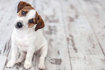 Wall Mural - Puppy sitting on floor