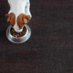 Wall Mural - Dog eating food from bowl