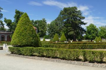 Wall Mural - pine in park