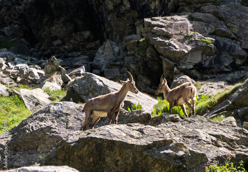 Fotografia Steinbock on the rocks piedmont pian della Mussa