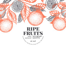 Orange Fruit Design Template. Hand Drawn Vector Fruit Illustration. Engraved Style Vintage Citrus Background.