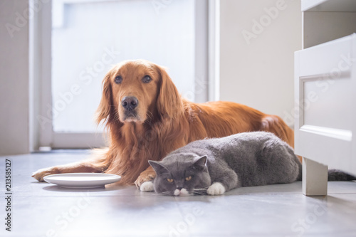 Golden Retriever Lying And The British Short Hair Cat Buy This