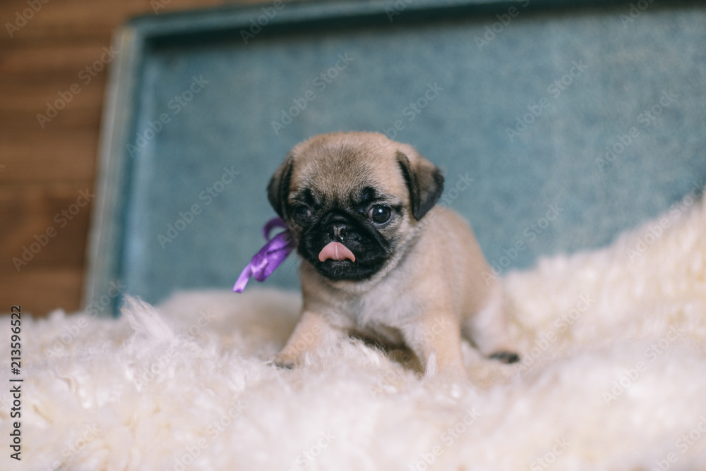 Pug puppy 1 month Stock Photo | Adobe Stock display picture 3