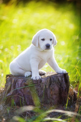 Wall Mural - purebred puppy sitting on a stump in the forest and looking sad