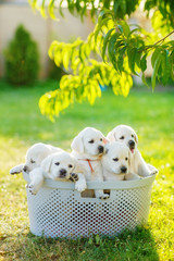 Wall Mural - many small puppies of brothers and sisters are sitting in a basket in the summer in the middle of the lawn