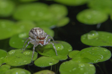 A spider in nature background.macro spider.