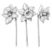 Daffodil Flower And Leaves Drawing. Vector Hand Drawn Engraved F