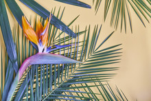 Tropical Palm Leaves And Bird Of Paradise Flower On Pastel Background.