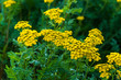 Flowering yellow tansy in the garden