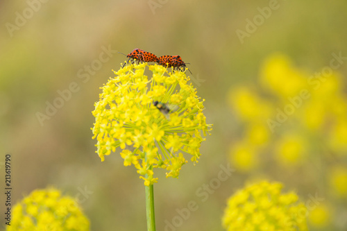 Dos Insectos Graphosoma Lineatum Apareandose En Umbelas De Flores Amarillas De Plantas Herbaceas De La Familia Apiaceae Buy This Stock Photo And Explore Similar Images At Adobe Stock Adobe Stock