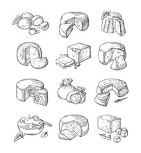 Set Of Different Cheese Vector Illustration Collection