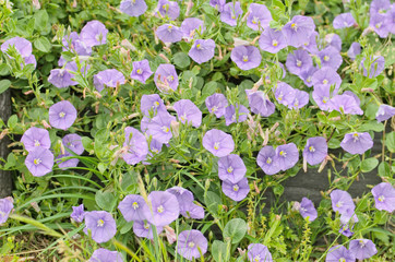 Blue rock bindweed or Ground blue convolvulus or Ground morning glory (Convolvulus sabatius, Convolvulus mauritanicus) is trailing perennial plant with delicate flat trumpet like violet blue flowers