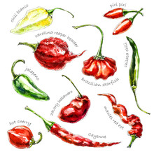 Hand-drawn watercolor illustration of peppers isolated on the white background.